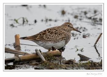 shore bird 1copy.jpg